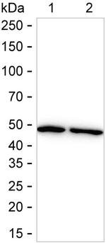 TUBG1 Antibody in Western Blot (WB)