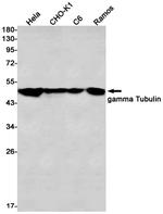 TUBG1 Antibody in Western Blot (WB)