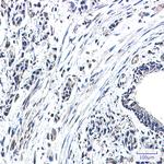 GBP1 Antibody in Immunohistochemistry (Paraffin) (IHC (P))