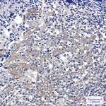 G6PD Antibody in Immunohistochemistry (Paraffin) (IHC (P))