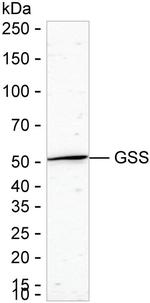 GSS Antibody in Western Blot (WB)