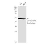 GSS Antibody in Western Blot (WB)