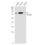 GMEB1 Antibody in Western Blot (WB)