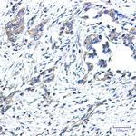 GNAI2 Antibody in Immunohistochemistry (Paraffin) (IHC (P))