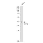 GNAI2 Antibody in Western Blot (WB)