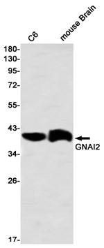 GNAI2 Antibody in Western Blot (WB)