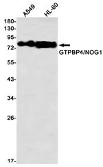 GTPBP4 Antibody in Western Blot (WB)