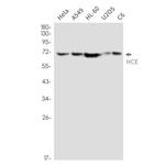 HCE Antibody in Western Blot (WB)