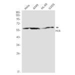 HCK Antibody in Western Blot (WB)