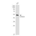 RAD23A Antibody in Western Blot (WB)