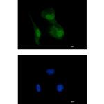 HIF1AN Recombinant Rabbit Monoclonal Antibody (K01_2M68)