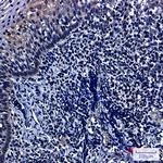 HIF1AN Antibody in Immunohistochemistry (Paraffin) (IHC (P))