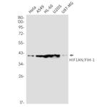 HIF1AN Antibody in Western Blot (WB)