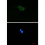 HINT1 Recombinant Rabbit Monoclonal Antibody (K01_2M69)