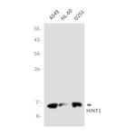 HINT1 Antibody in Western Blot (WB)