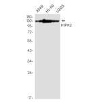 HIPK2 Antibody in Western Blot (WB)