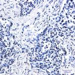 Histone H2A.X Antibody in Immunohistochemistry (Paraffin) (IHC (P))