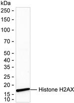 Histone H2A.X Antibody in Western Blot (WB)