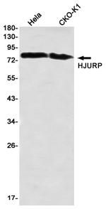 HJURP Antibody in Western Blot (WB)