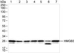 HMG4 Antibody in Western Blot (WB)