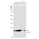 HMG4 Antibody in Western Blot (WB)