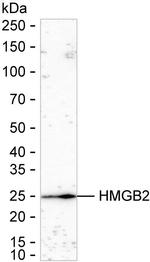 HMGB2 Antibody in Western Blot (WB)