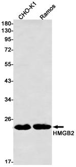 HMGB2 Antibody in Western Blot (WB)