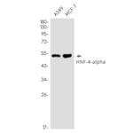 HNF4A Antibody in Western Blot (WB)