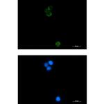 HSPA14 Recombinant Rabbit Monoclonal Antibody (K01_2M80)