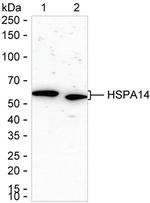 HSPA14 Antibody in Western Blot (WB)