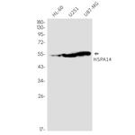 HSPA14 Antibody in Western Blot (WB)