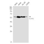 ICAM-2 Antibody in Western Blot (WB)