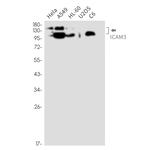 ICAM3 Antibody in Western Blot (WB)