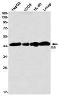 IHH Antibody in Western Blot (WB)