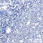 IL-26 Antibody in Immunohistochemistry (Paraffin) (IHC (P))