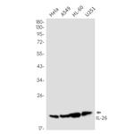 IL-26 Antibody in Western Blot (WB)
