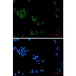 IMPDH2 Recombinant Rabbit Monoclonal Antibody (K01_2M90)