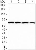 IMPDH2 Antibody in Western Blot (WB)