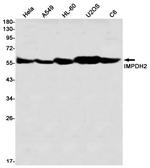 IMPDH2 Antibody in Western Blot (WB)
