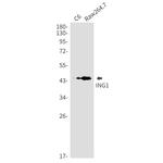 ING1 Antibody in Western Blot (WB)