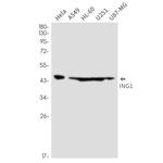 ING1 Recombinant Rabbit Monoclonal Antibody (K01_2M91)