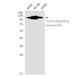 IDE Antibody in Western Blot (WB)