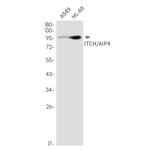 ITCH Recombinant Rabbit Monoclonal Antibody (K01_2M95)