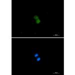 MYST2 Antibody in Immunocytochemistry (ICC/IF)