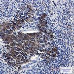 MYST2 Antibody in Immunohistochemistry (Paraffin) (IHC (P))