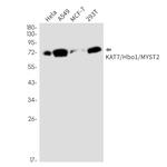 MYST2 Antibody in Western Blot (WB)