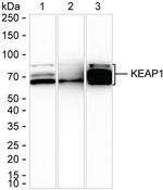 KEAP1 Antibody in Western Blot (WB)