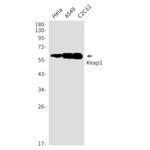 KEAP1 Antibody in Western Blot (WB)