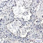 KAP3 Antibody in Immunohistochemistry (Paraffin) (IHC (P))