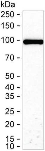 KAP3 Antibody in Western Blot (WB)